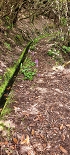 Plants: image 101 Of 208 Thumb